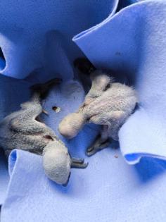 Gebe Babys von Graupapageien ab