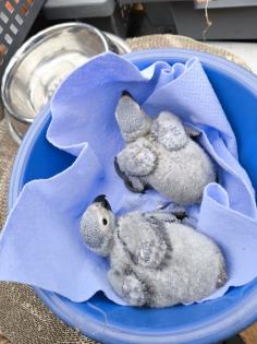Gebe Babys von Graupapageien ab